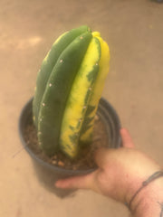 💎🔰💎💎 FVV3  — Fully Rooted 8” Pup