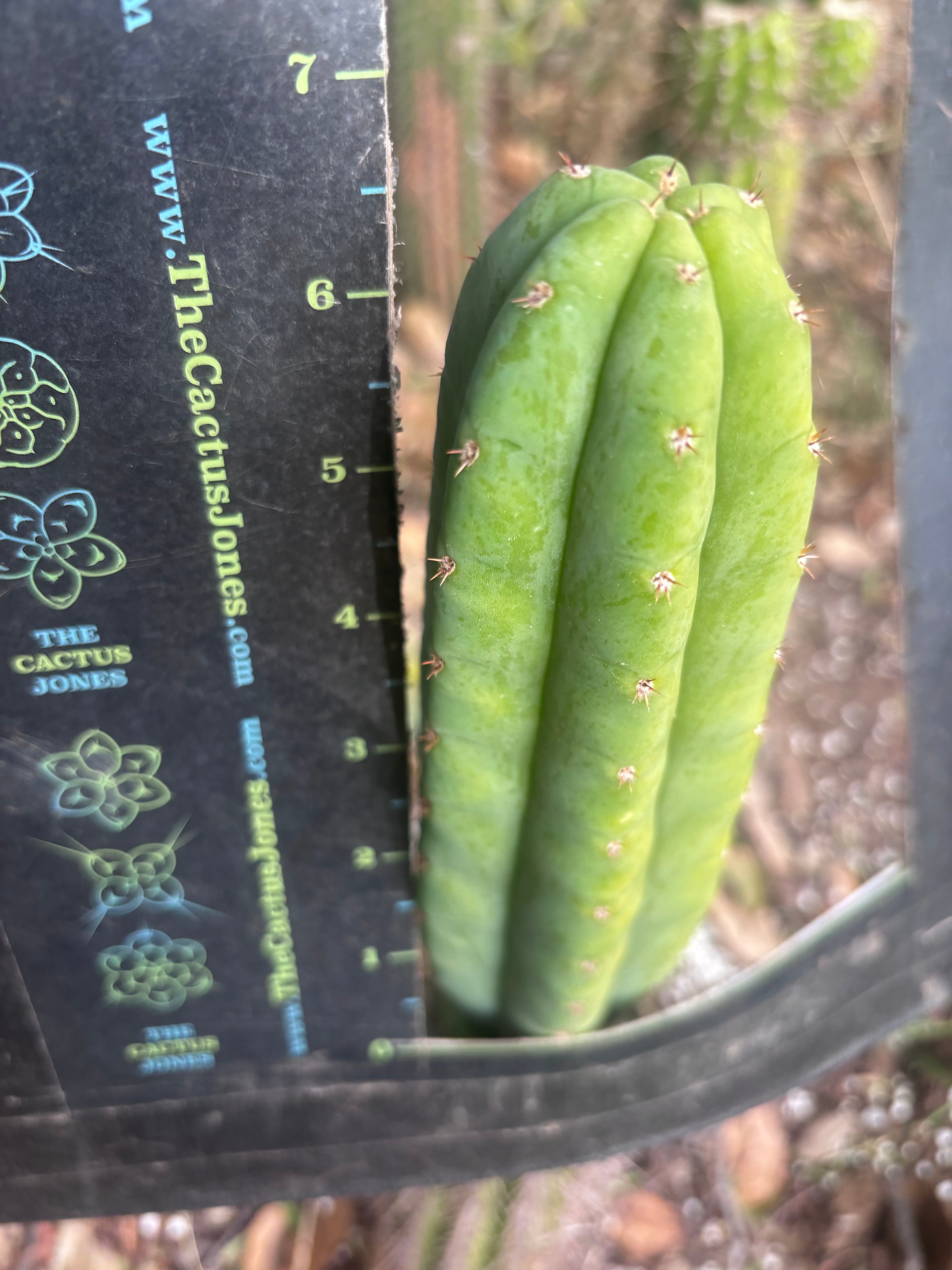 👑🌶️🌶️ KR04 — 6.5” Tip