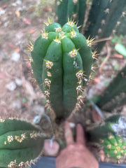 👑🌶️ Huancabamba— 13” Tip