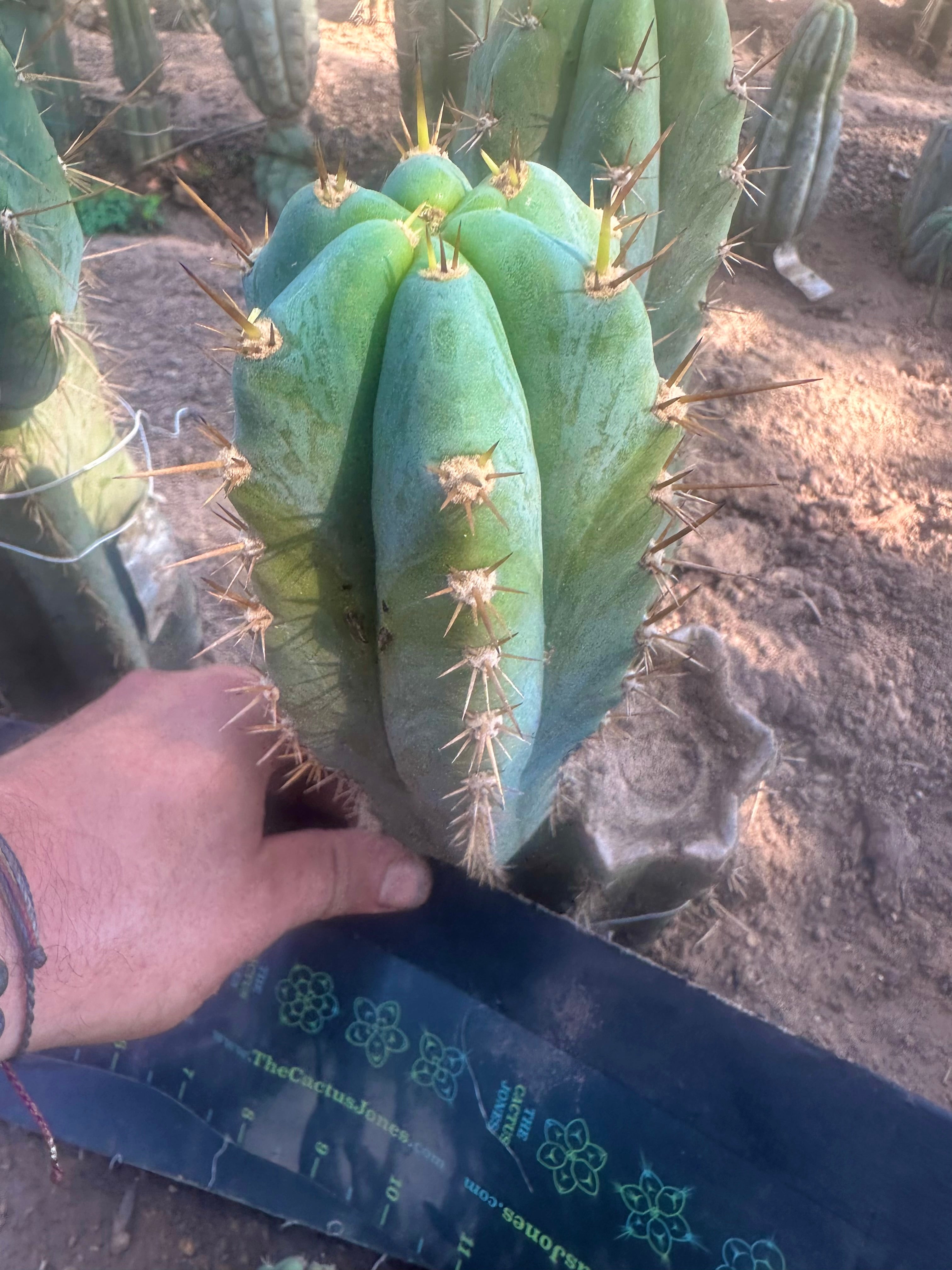 💎👑  Matucana Peru — 7.5” Pup