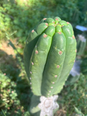 👑🌶️ The Field’s Pachanoi — Fat Pup