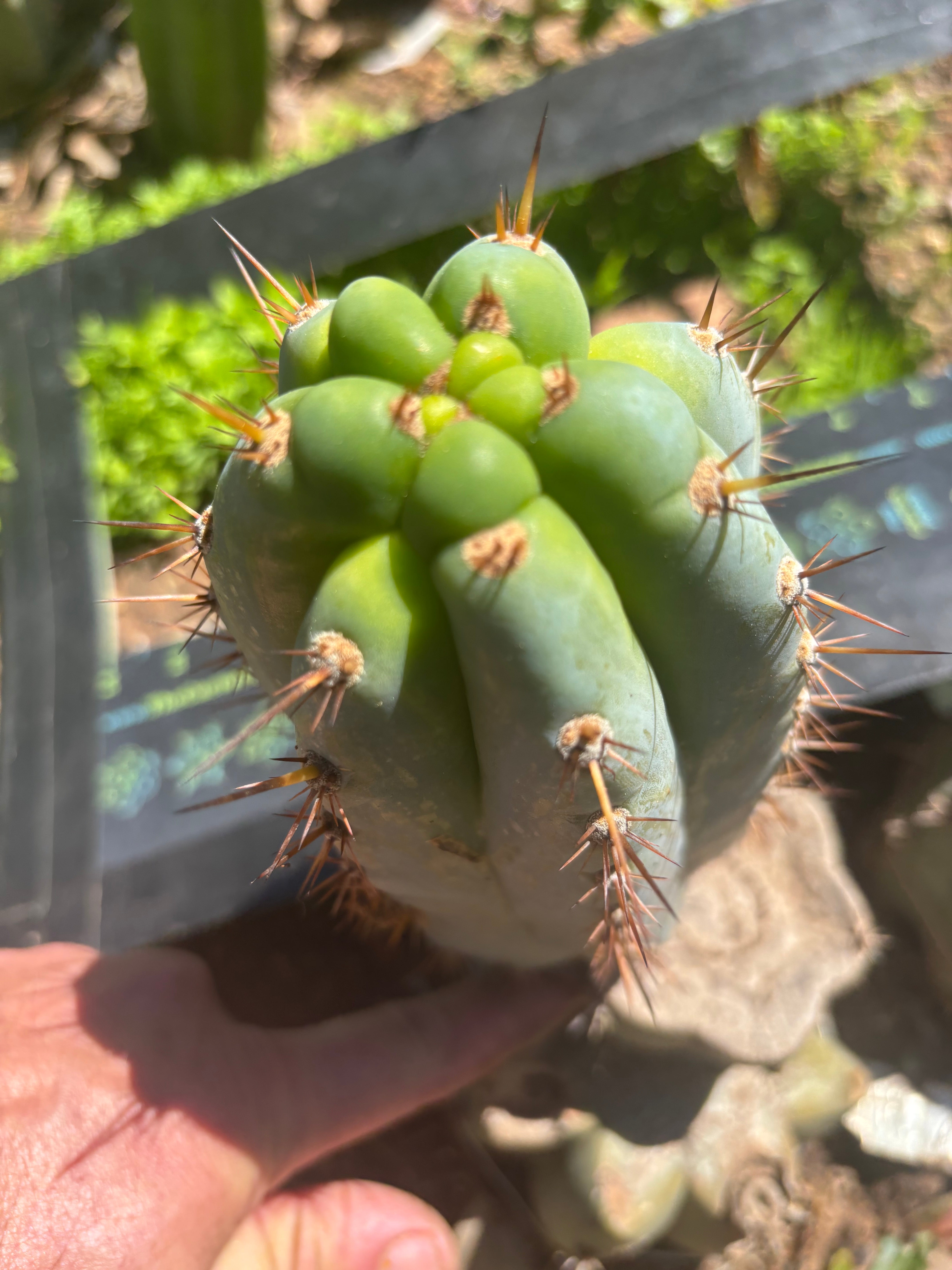 💎👑  Bart! — Chubby 8” Pup