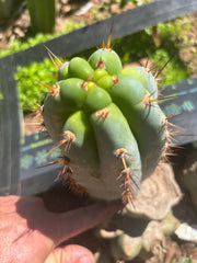 💎👑  Bart! — Chubby 8” Pup