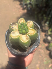 💎👑💎 Havran — Pup Graft on Rooted Pierre