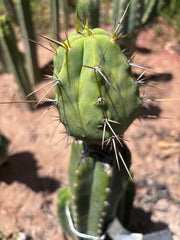 👑💎🌶️  CSD — Large Tip Graft