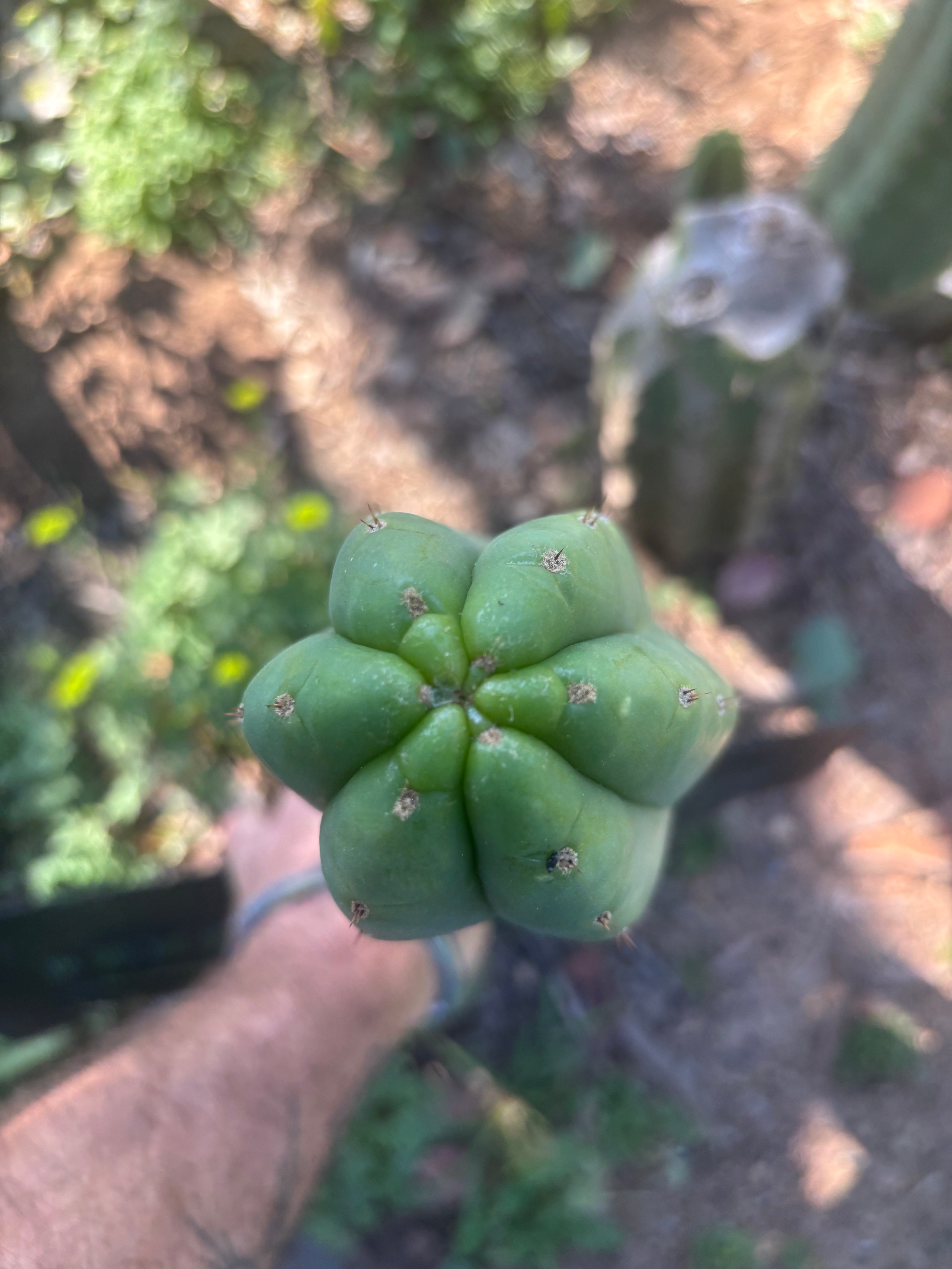 👑🌶️🌶️ Ogun — XL 14” Tip