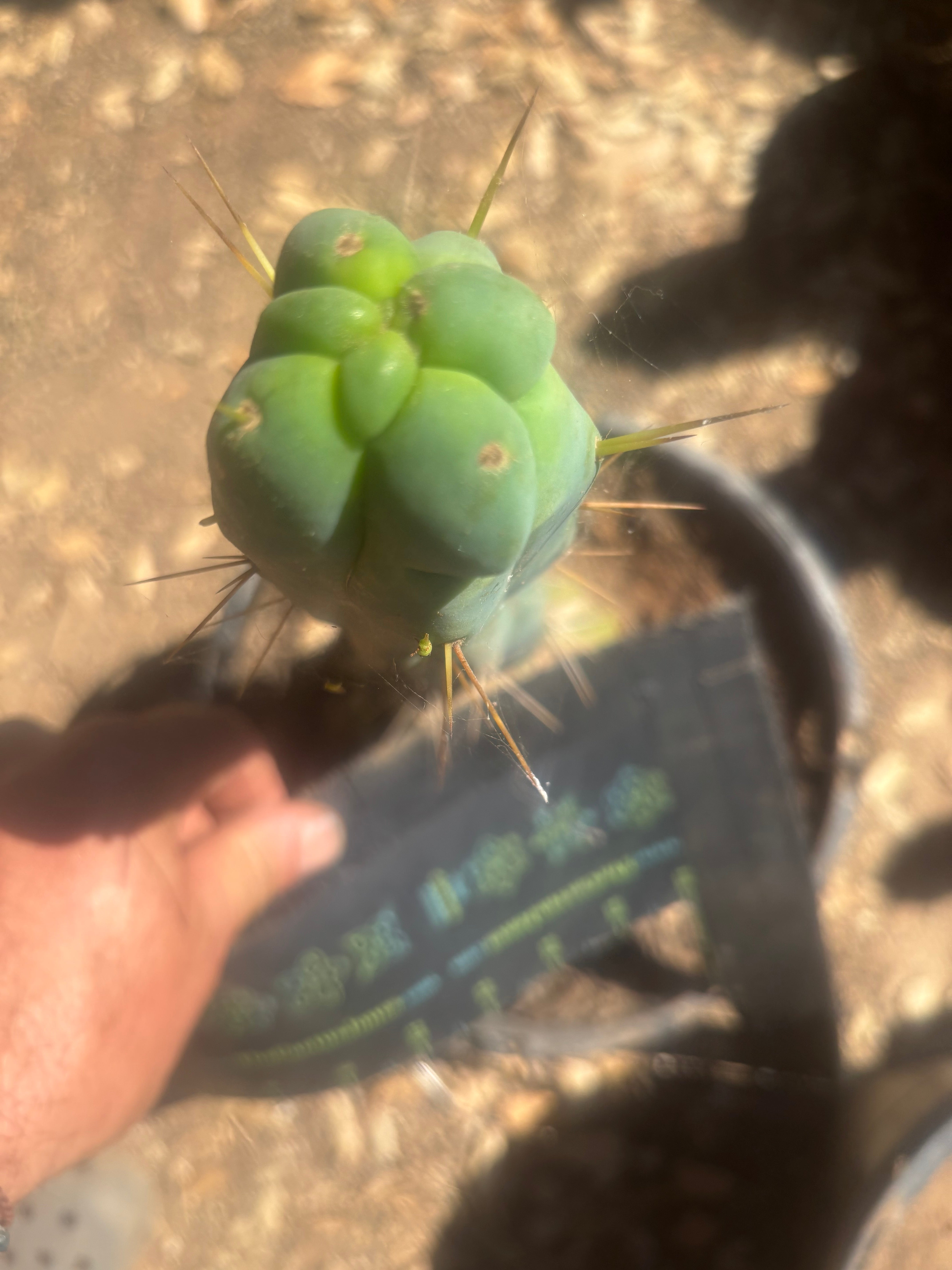 💎👑🌶️ Monster De Cota Cota — 8” Tip