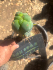 💎👑🌶️ Monster De Cota Cota — 8” Tip