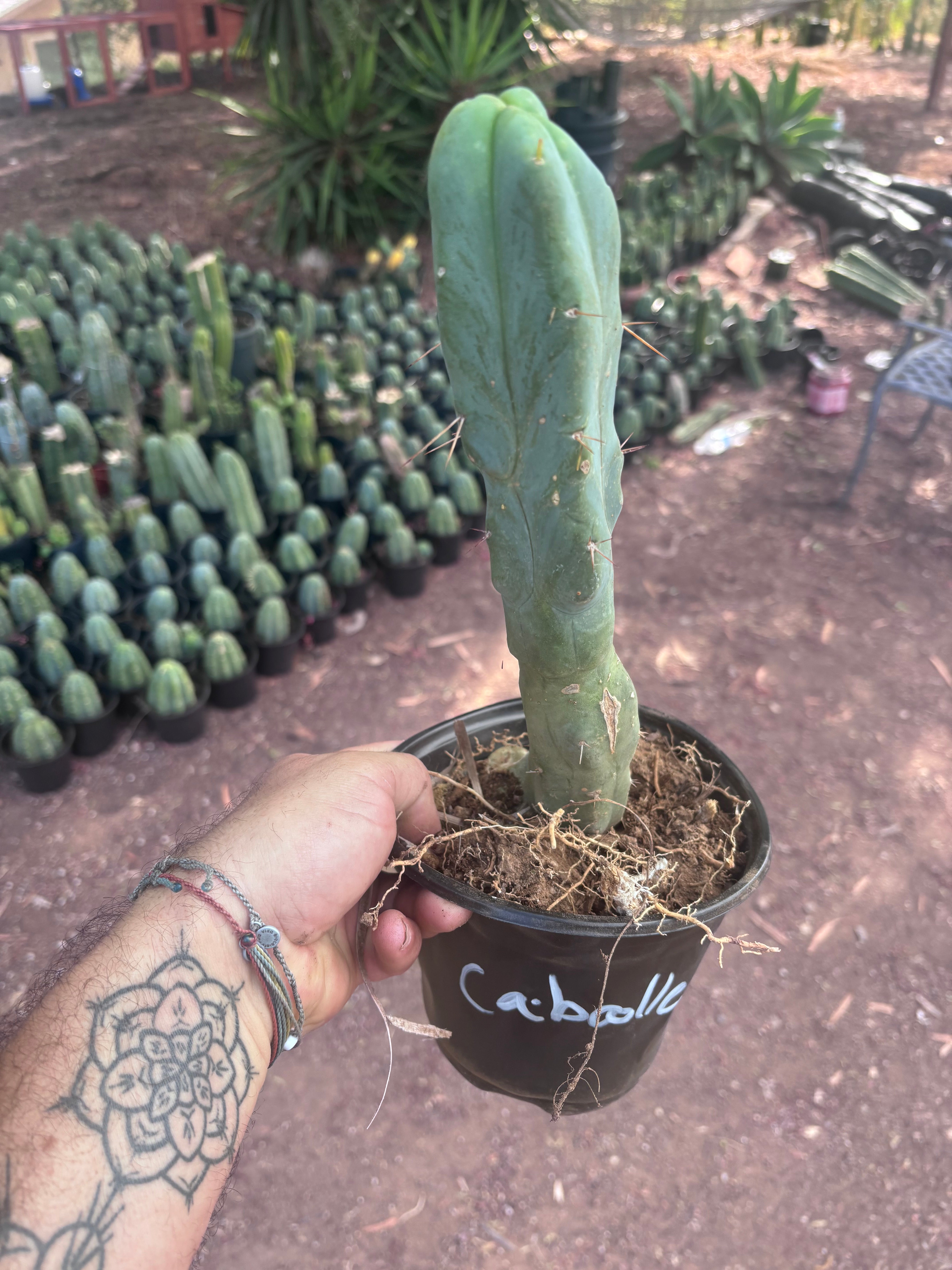 👑🌶️ Caballero — 11” Rooted