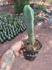 👑🌶️ Caballero — 11” Rooted