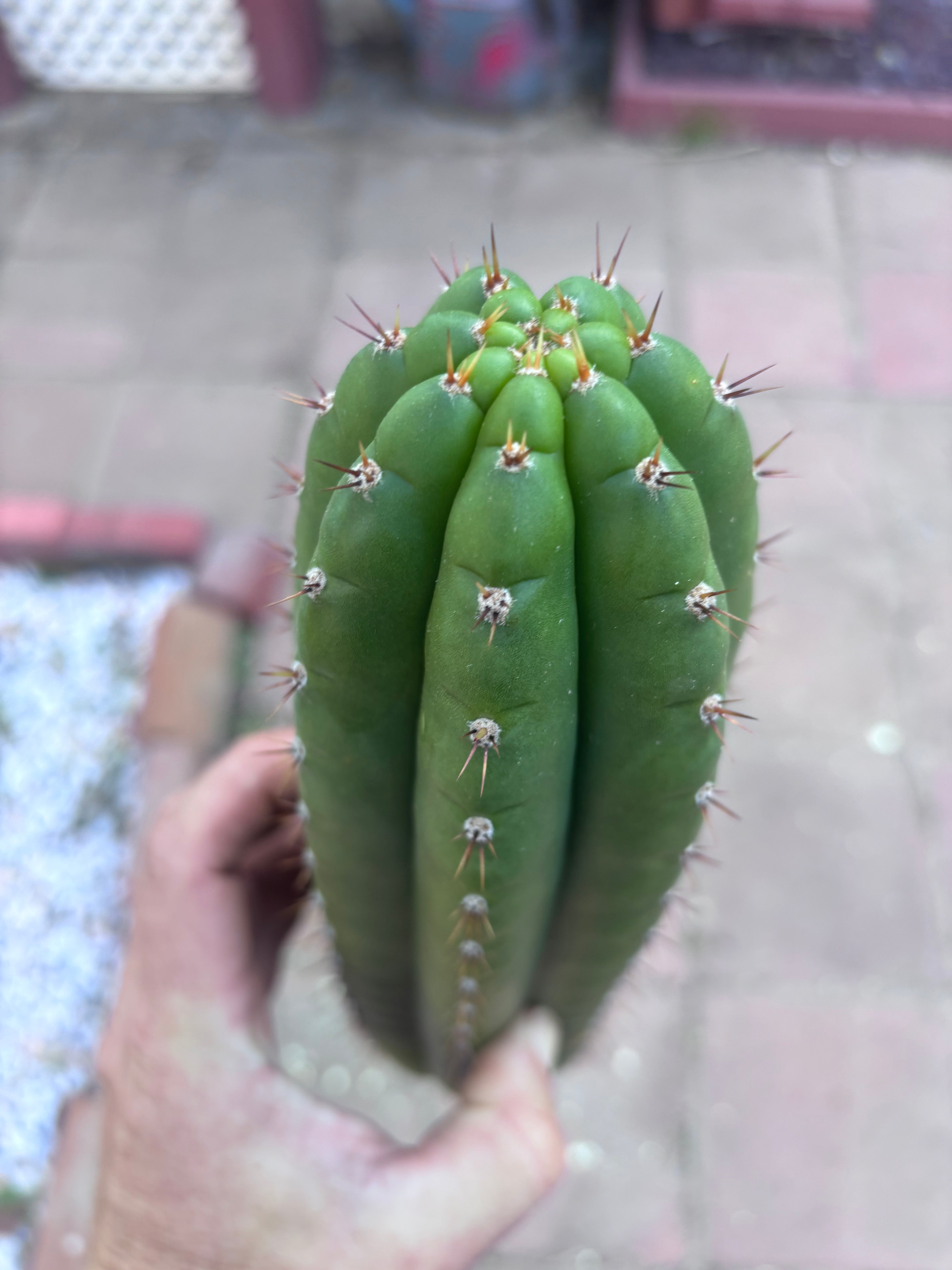 👑 LER  — 10” Pup
