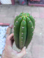 👑 LER  — 10” Pup