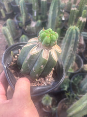 💎🌶️🌶️ NOM — Pup Graft On Rooted Shine01