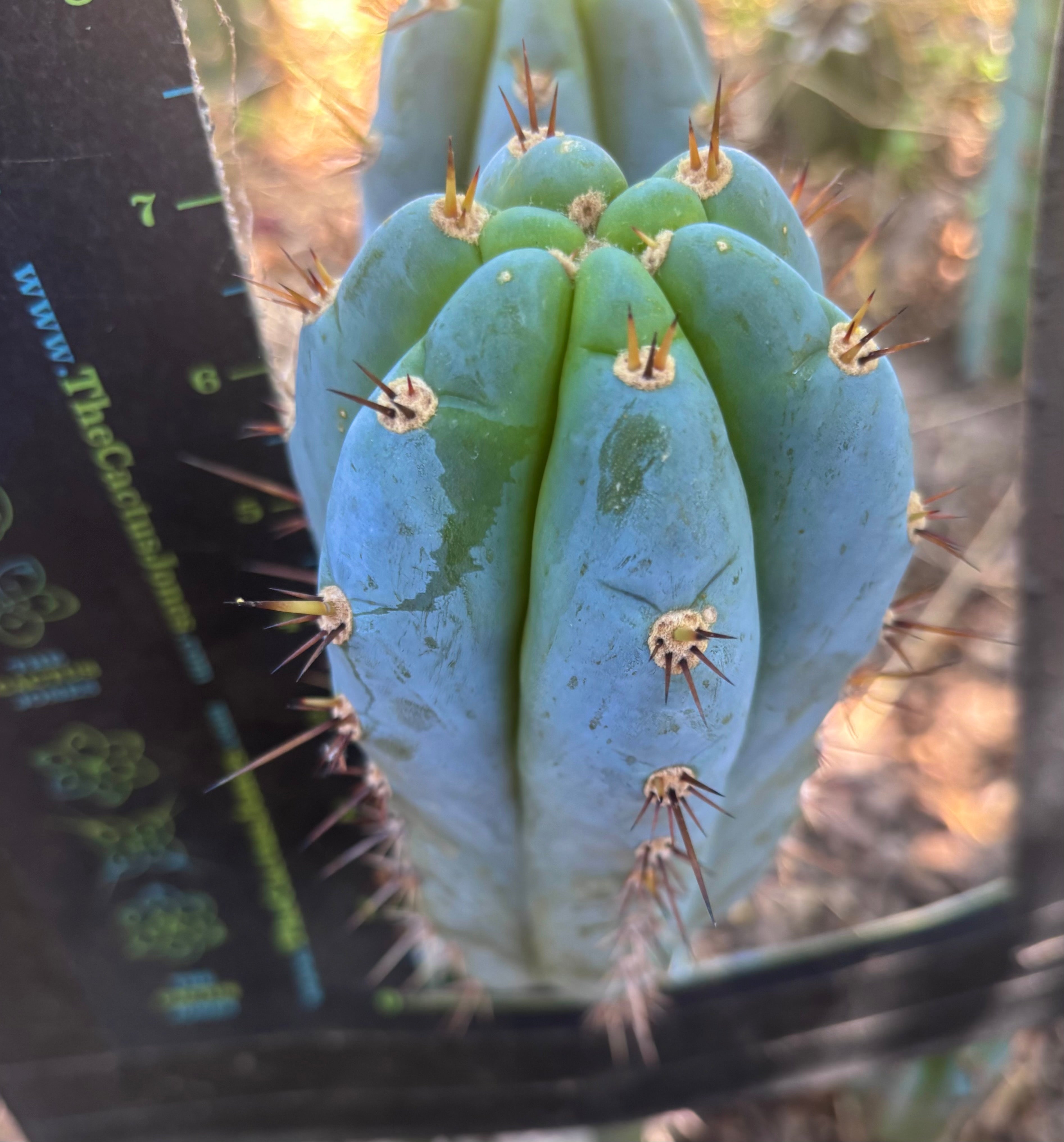 💎👑 BBG48.1540 — 7” Pup