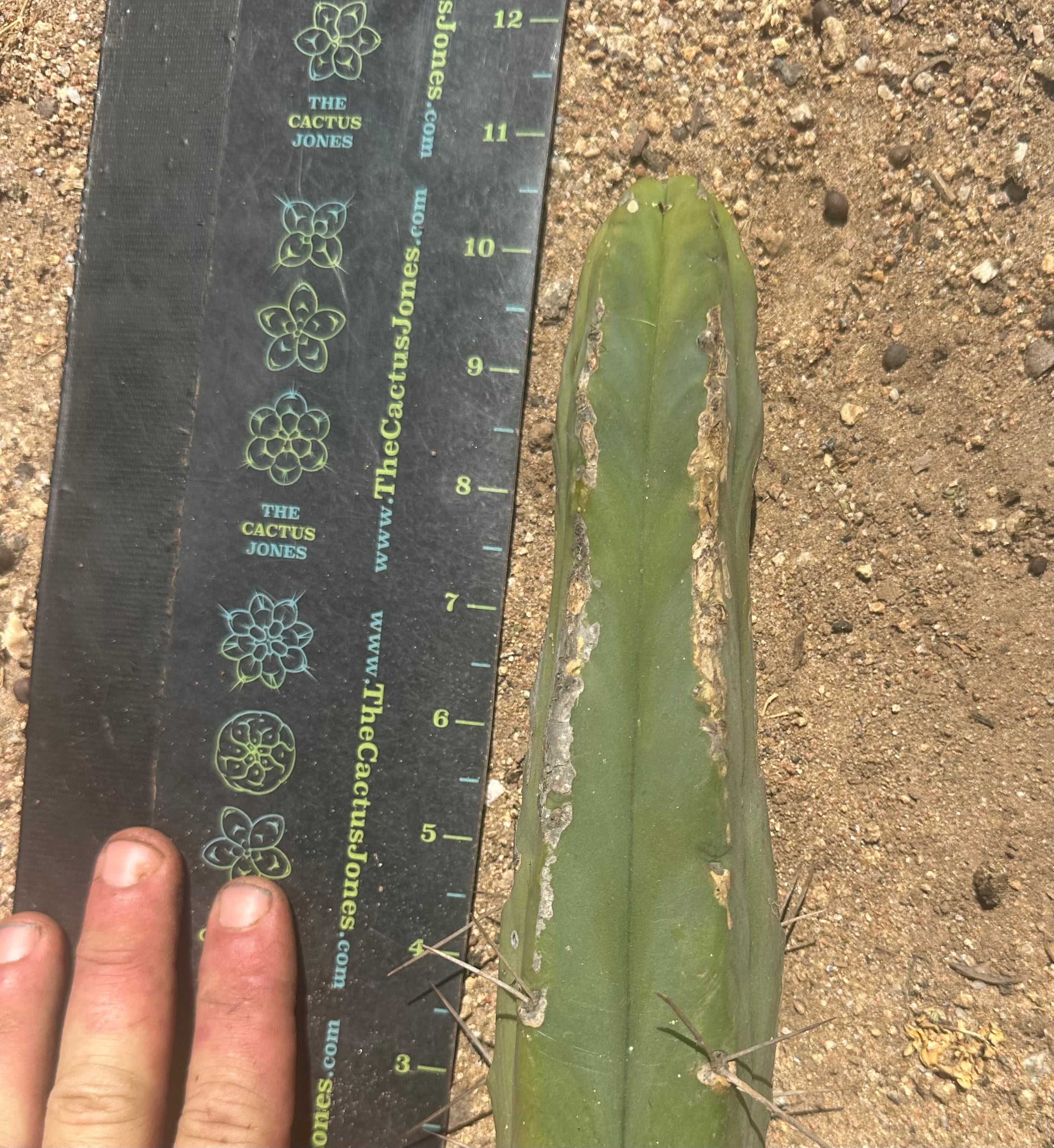 🌶️🌶️ Dulzura Restocked (Again) — 10”  TIPS