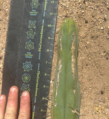 🌶️🌶️ Dulzura Restocked (Again) — 10”  TIPS