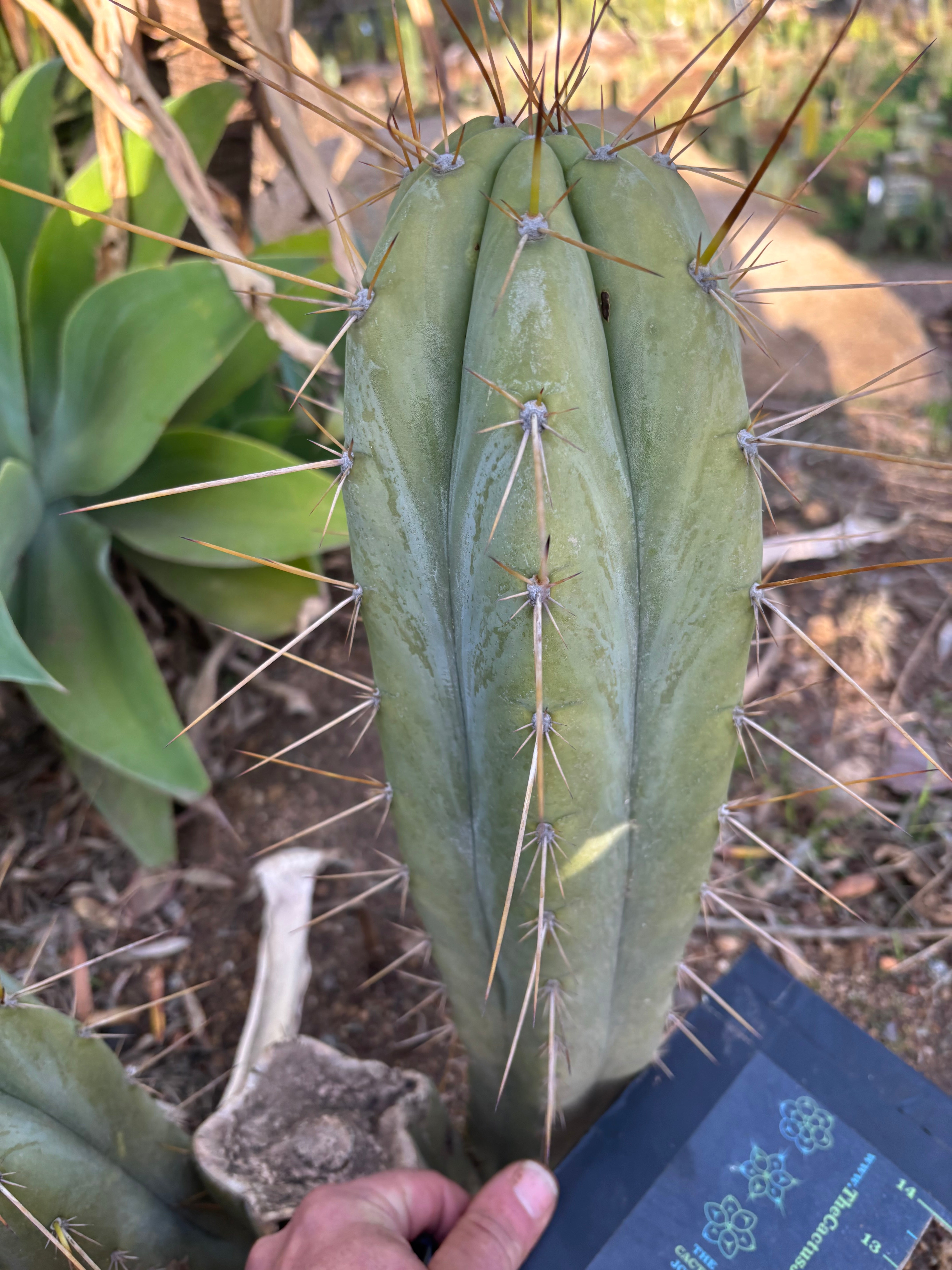 👑 Huanu from Lotusland —  Fat 13” Tip