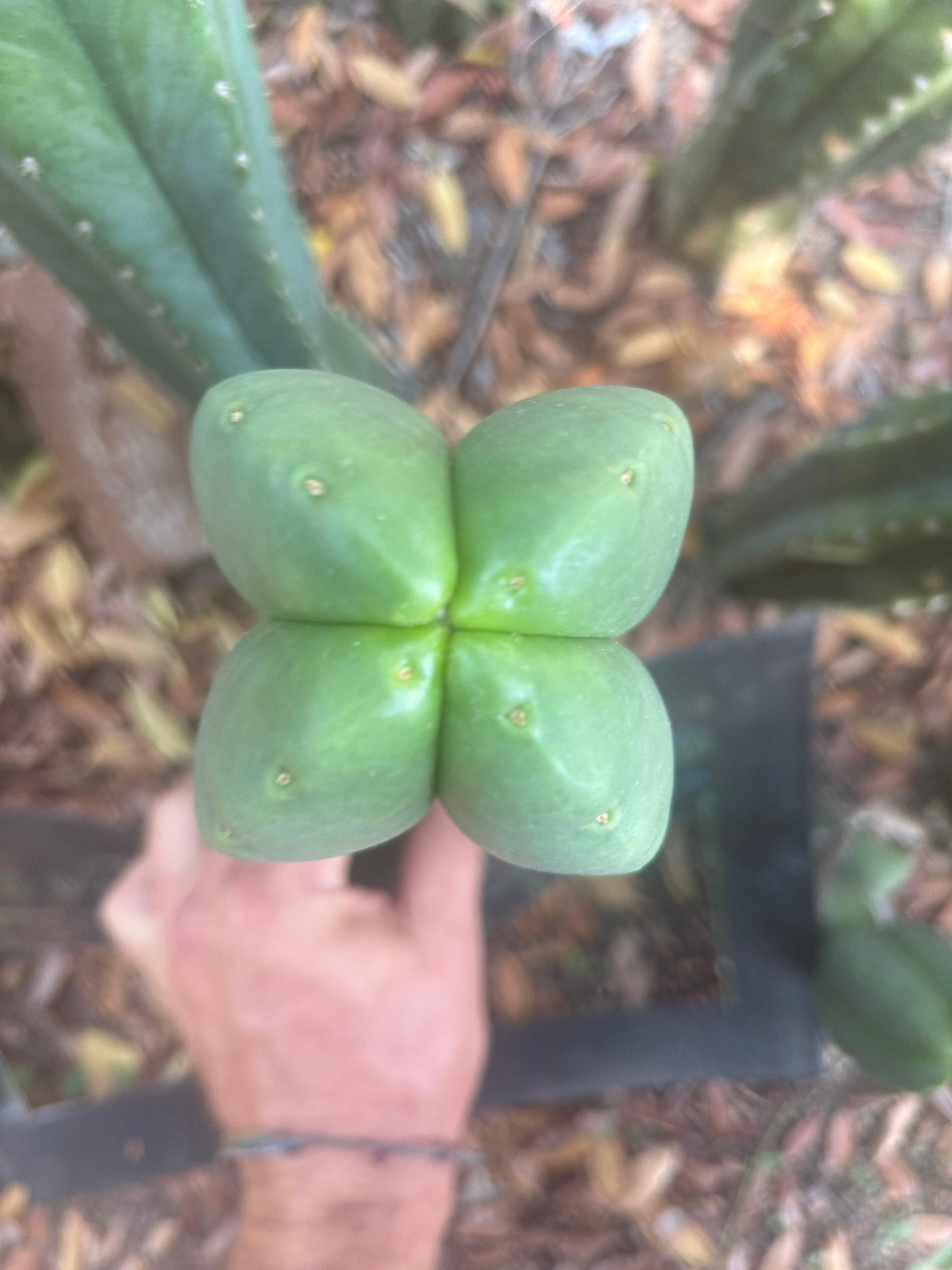 💎👑🌶️ Ferah — Plump FourWang 8” Tip