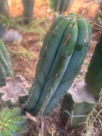 🌶️🌶️⚠️ E.R. — 12” Pup