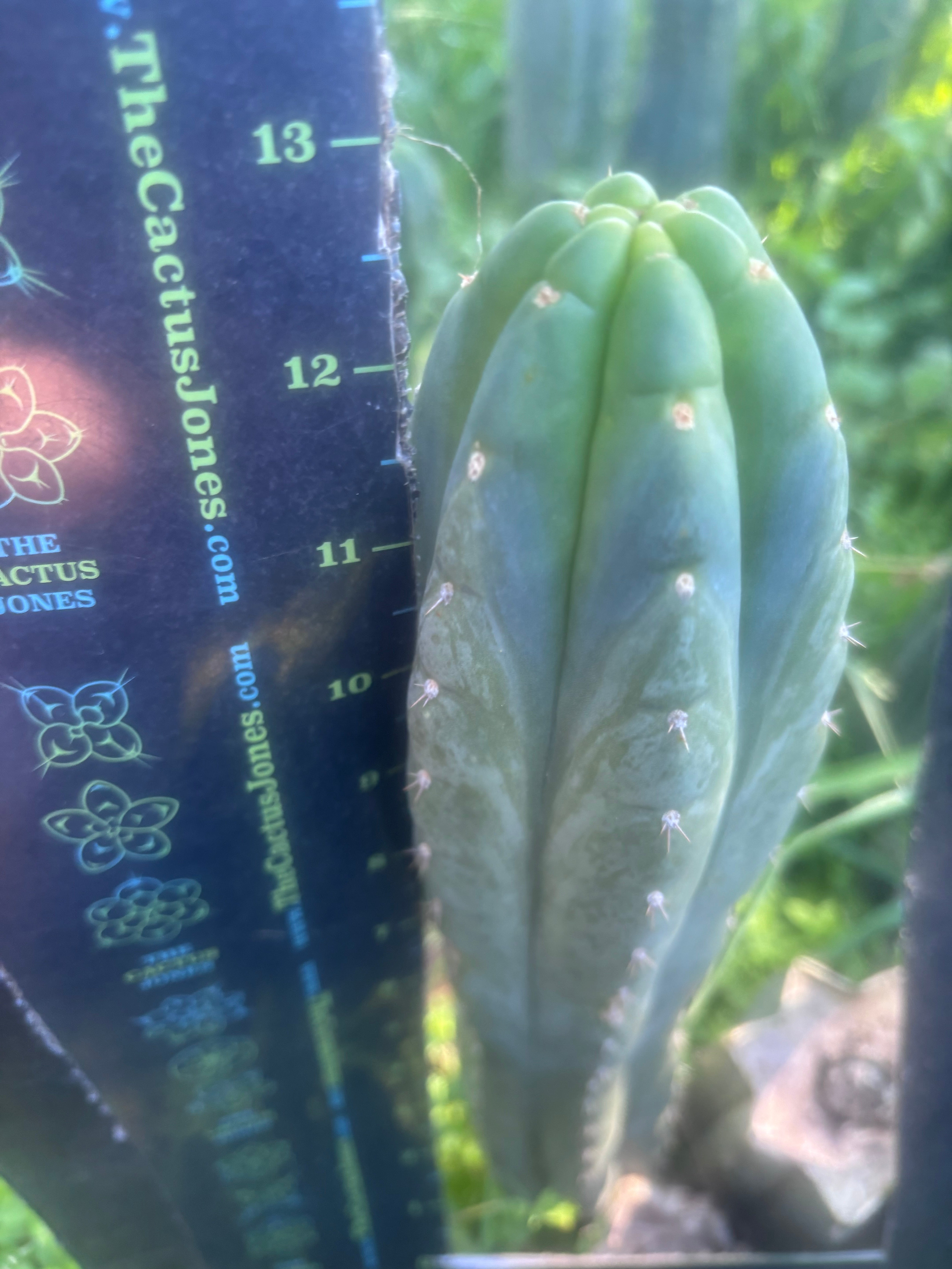 👑🌶️ Blue Ecuador — 13” Tip