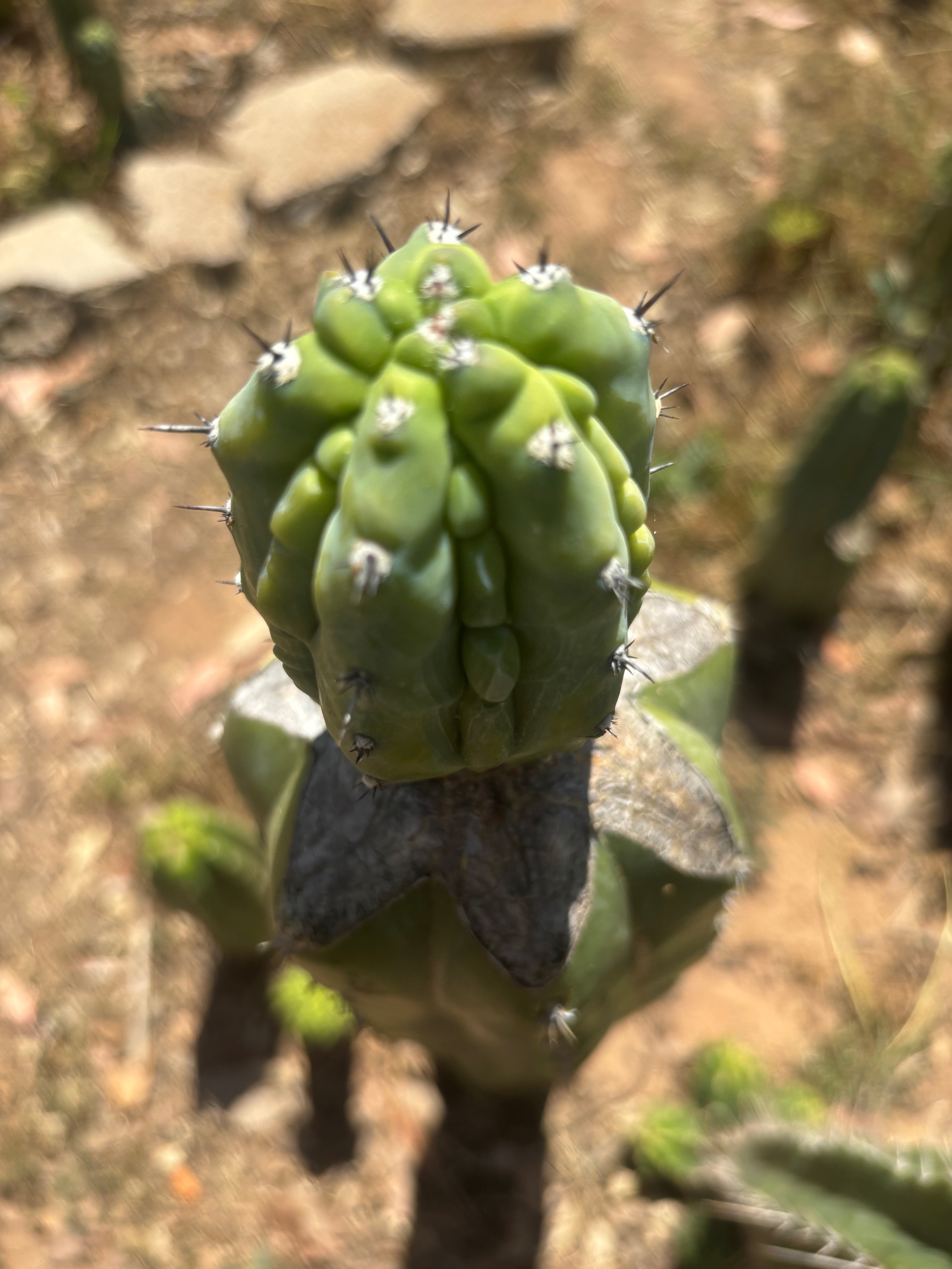 👑💎 Grecas — Established Tip Graft on Massive PC