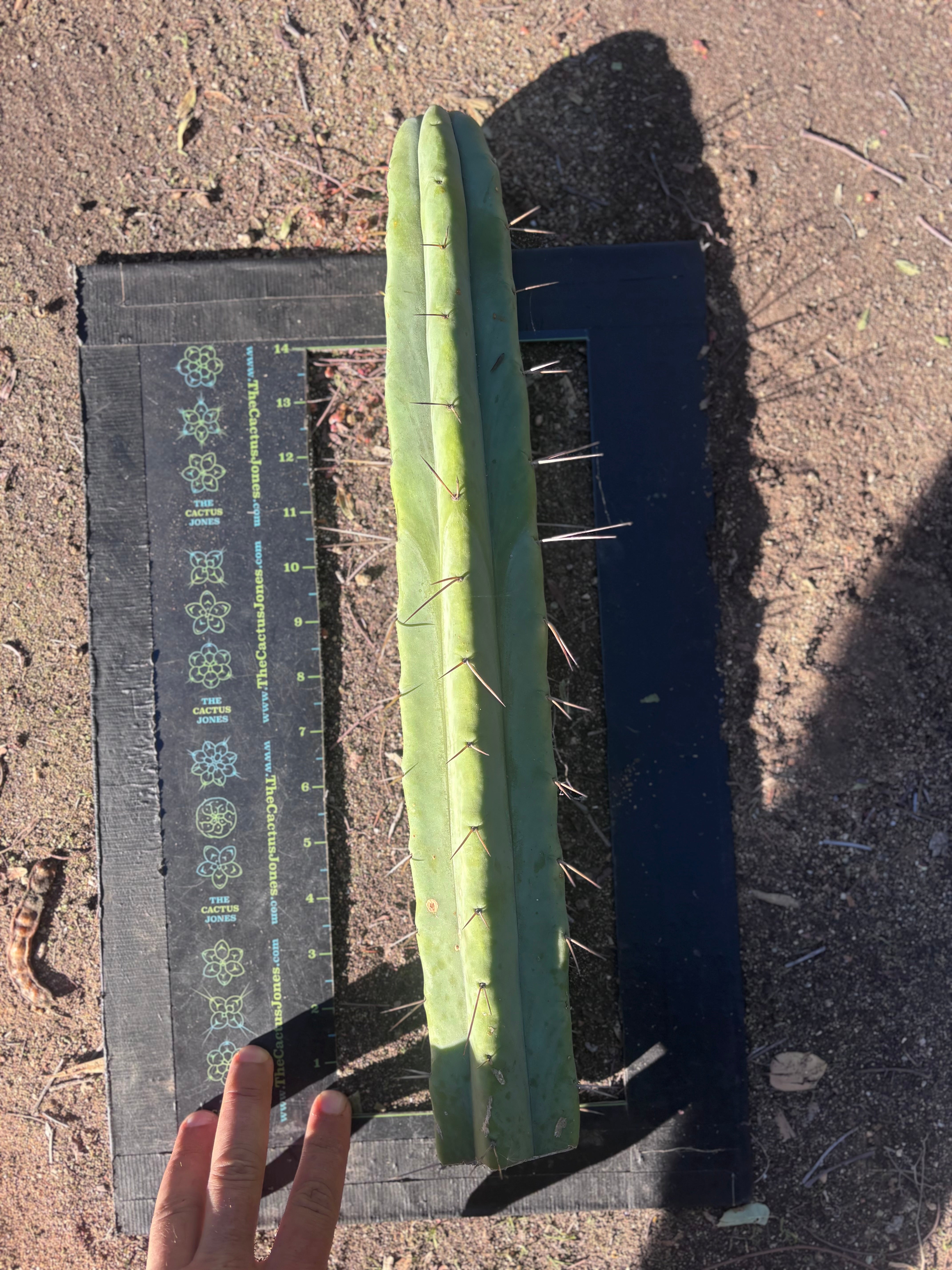 👑🌶️ Hammer2 — XL 17” Tip