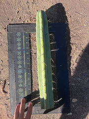 👑🌶️ Hammer2 — XL 17” Tip