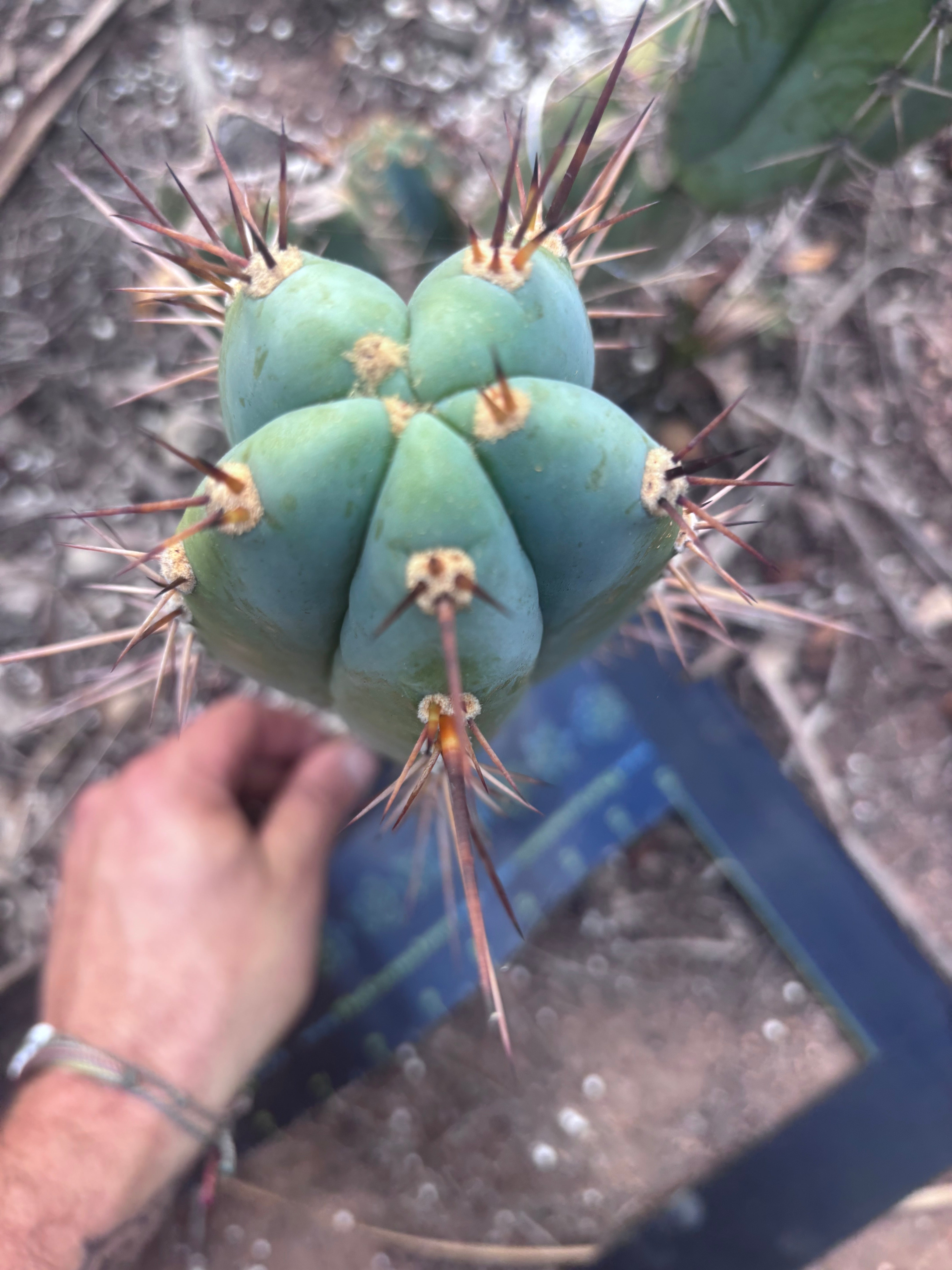 💎👑 Rosei 2 — 12” Pup