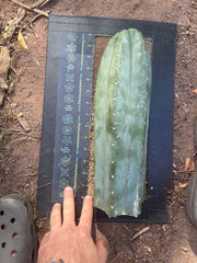 👑🌶️ Pierre — XL Magnum 14” Tip