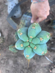 💎👑💎 Papa Smurf — FAT 10” Tip
