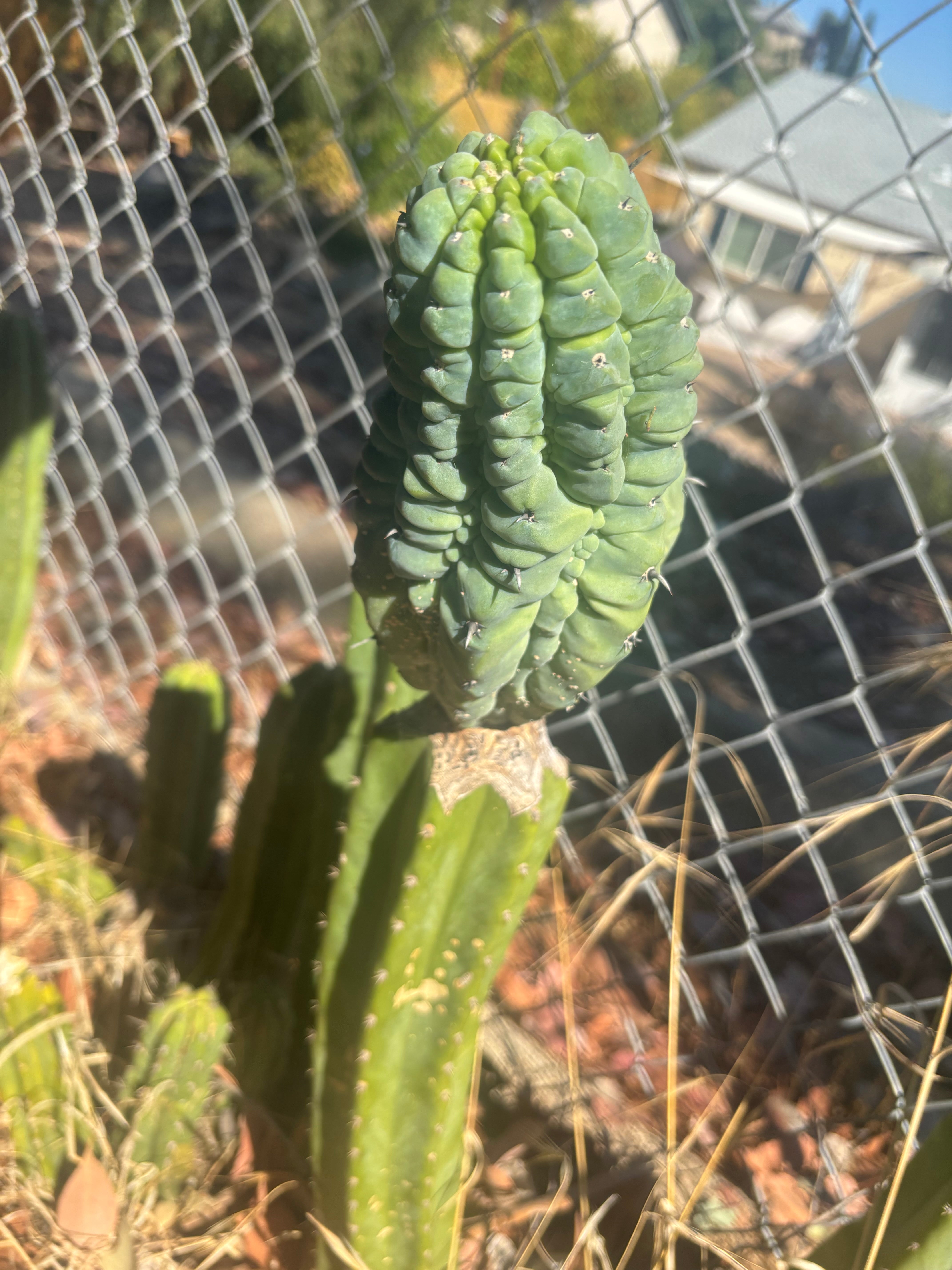 👑💎 Glorp — Another Fat XL Graft