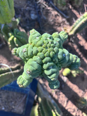 👑💎 Glorp — XXL Graft with 10+ Pups