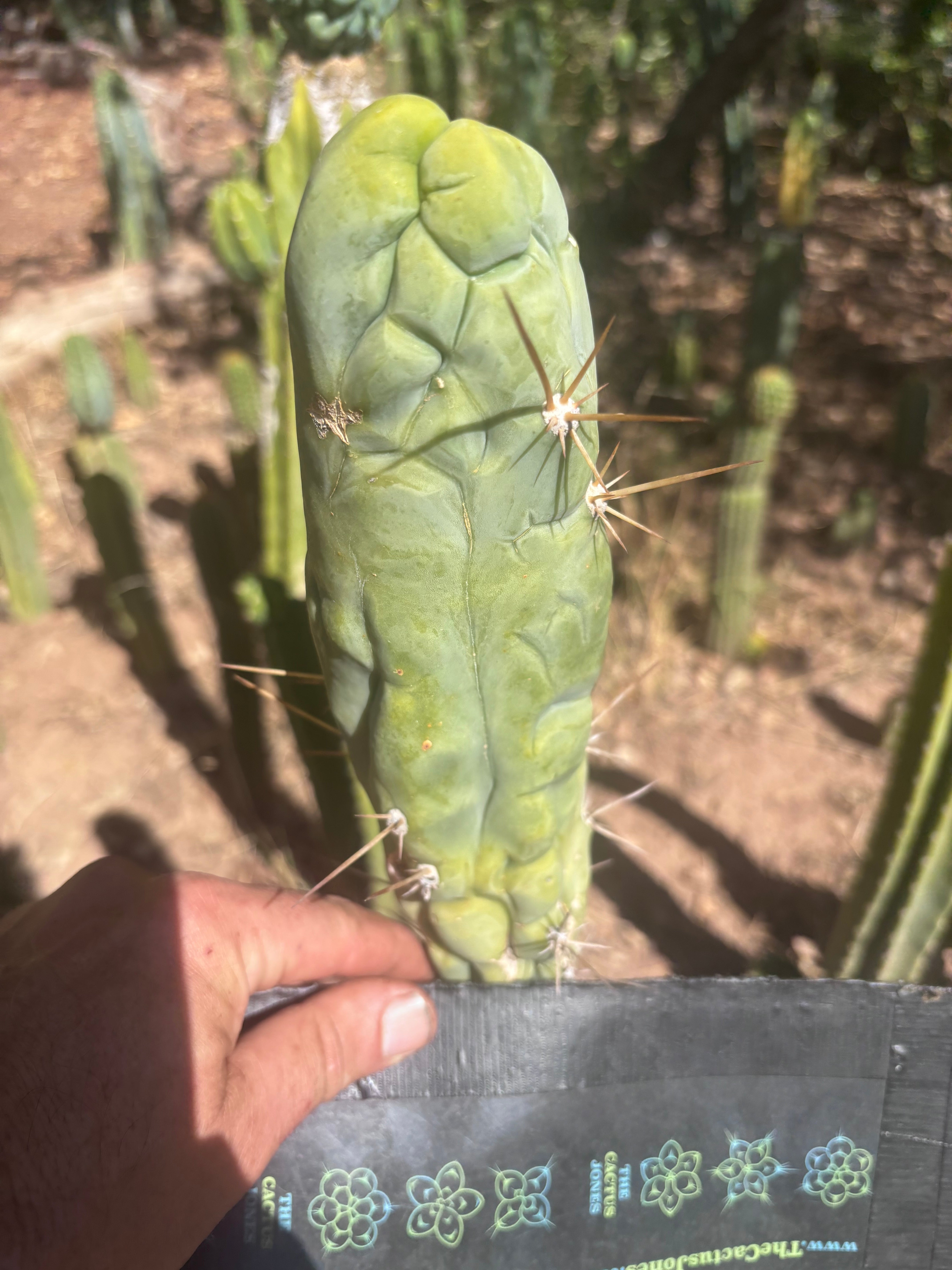 💎👑 Bruce’s Dragon — Chonky 8” Tip