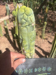 💎👑 Bruce’s Dragon — Chonky 8” Tip