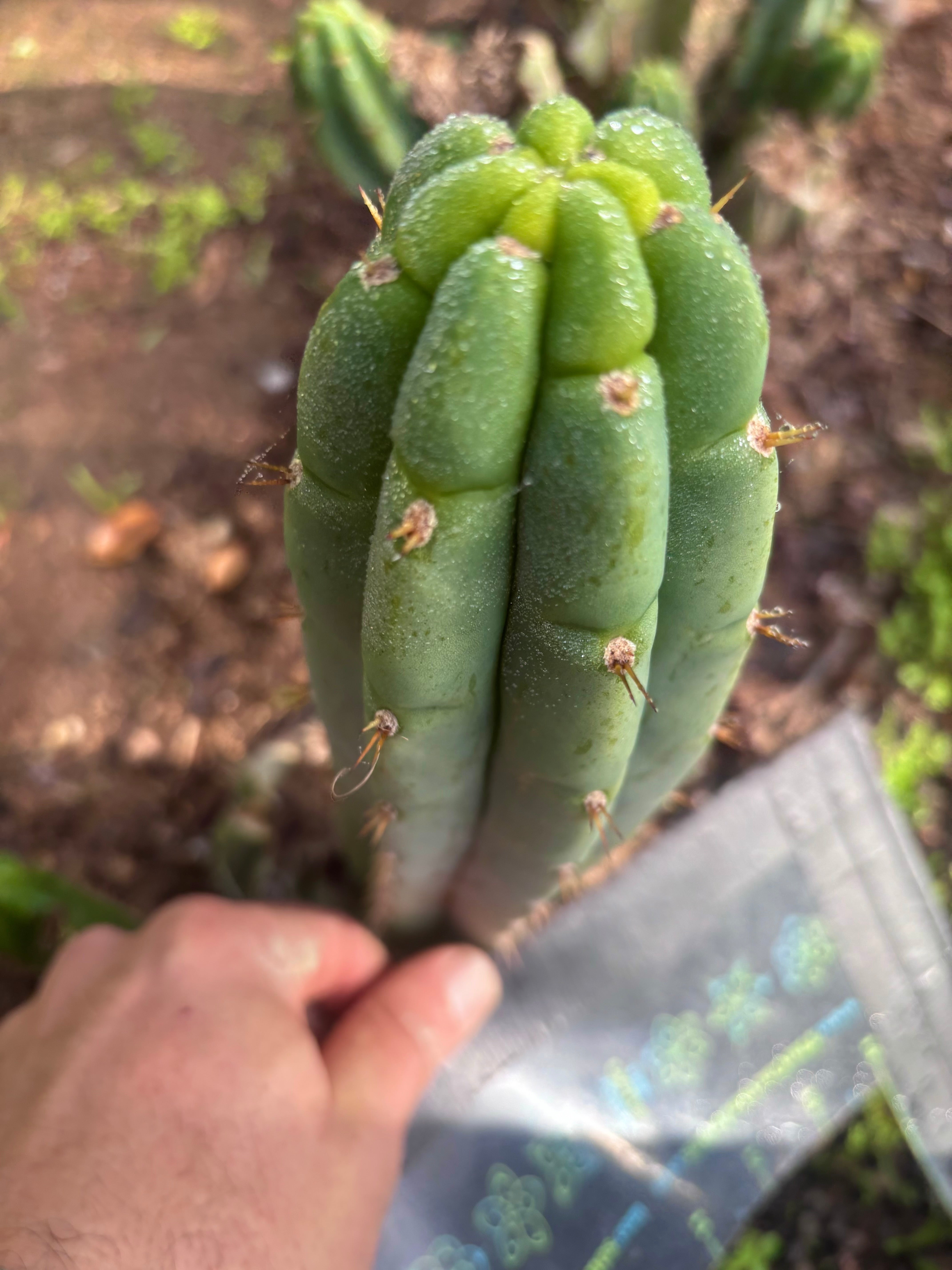 💎👑🌶️🌶️ Austy’s Bomb — 7” Tip