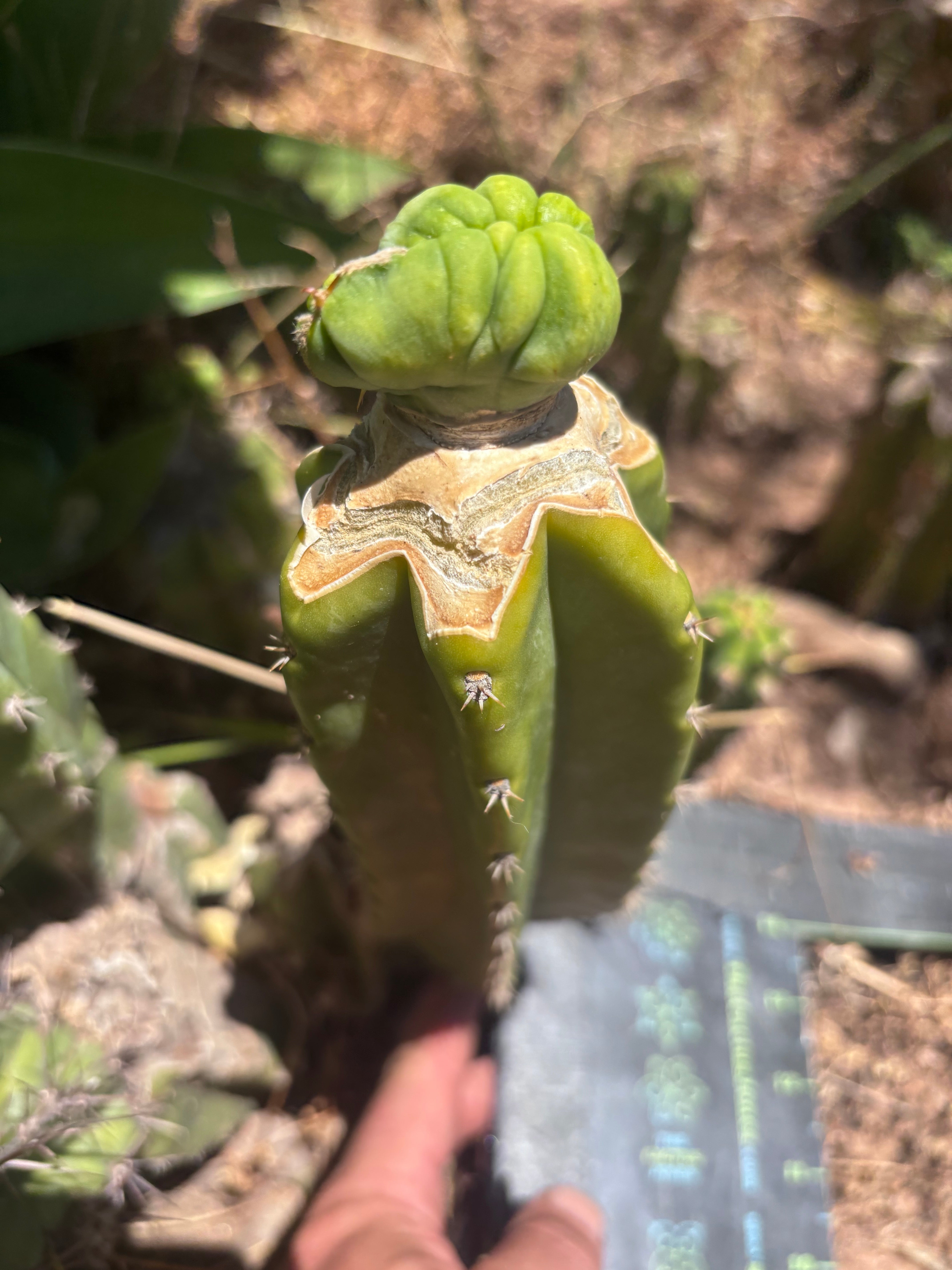 👑💎🌶️🌶️ TBMC — Established Graft