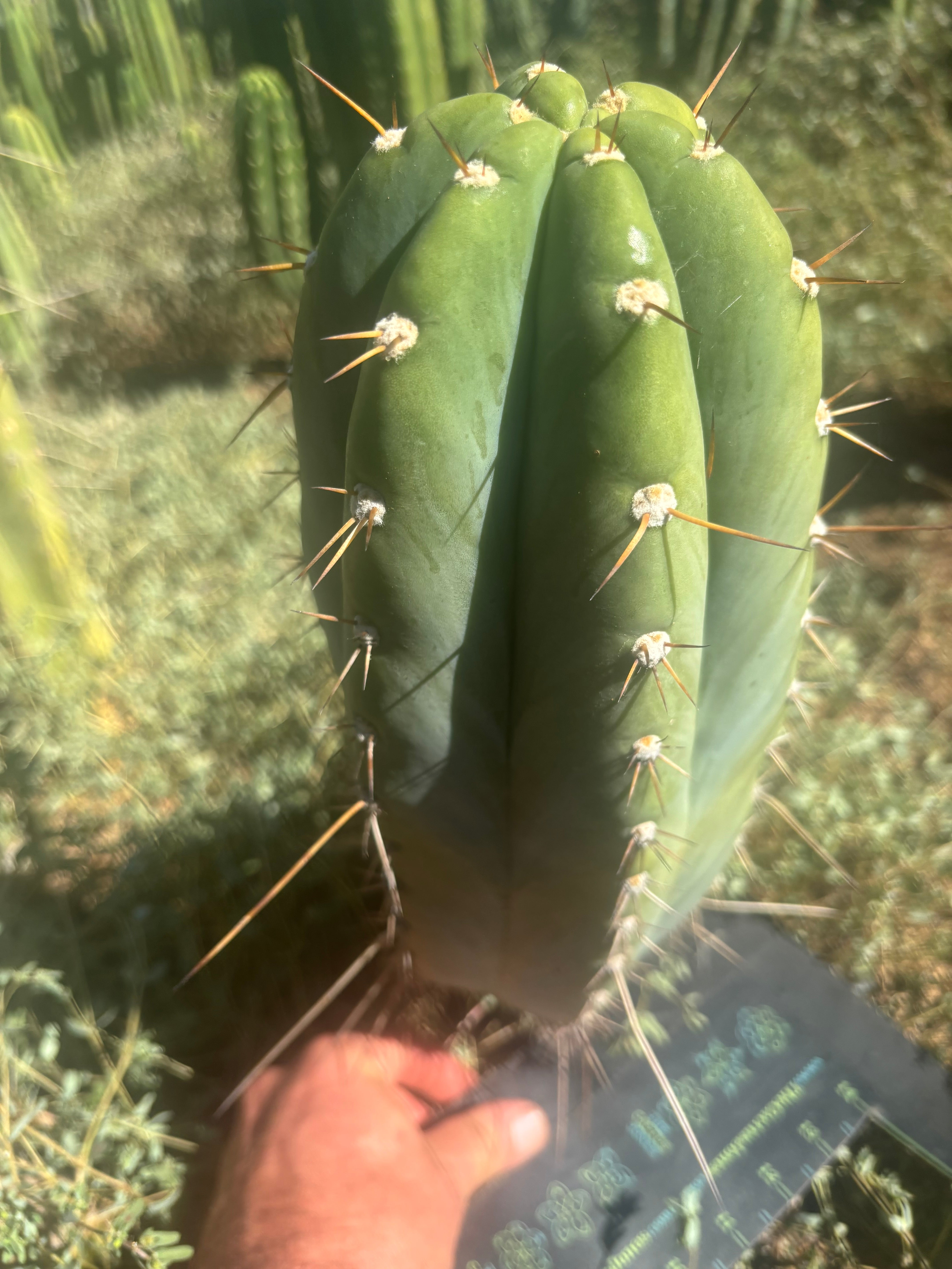 💎👑🌶️ CGG Again — *FAT* 14” Melon