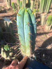 👑💎🌶️ Bluejones  — Flawless 10” Pup