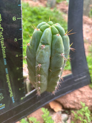 Custom Listing for Scott C