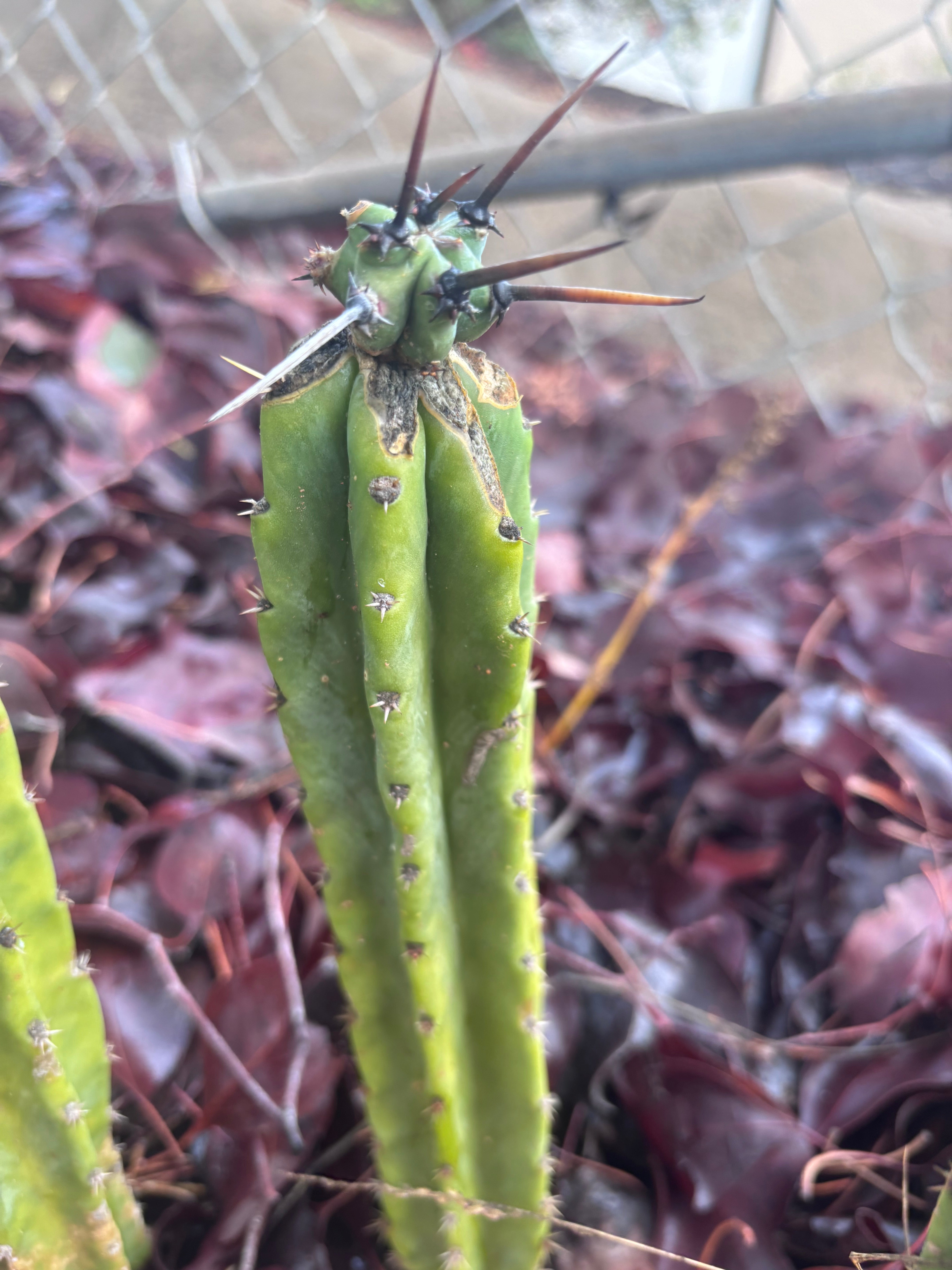 🦄 👑 M Stacker — Fully Rooted Graft