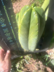 💎👑🌶️ Zulk — XL 13” MELON