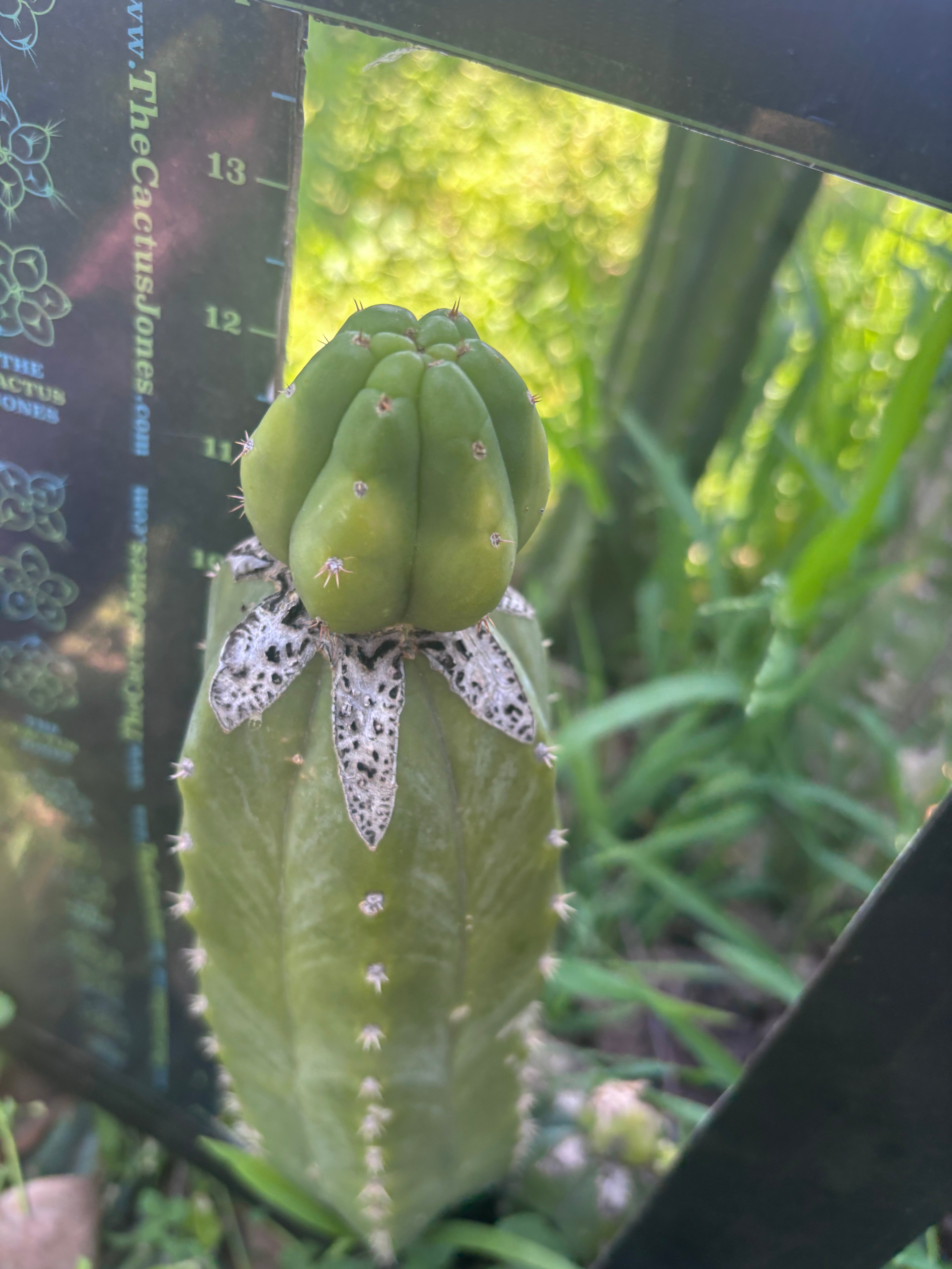 👑🌶️🌶️ KR04 — Fat Tip Graft