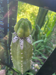 👑🌶️🌶️ KR04 — Fat Tip Graft