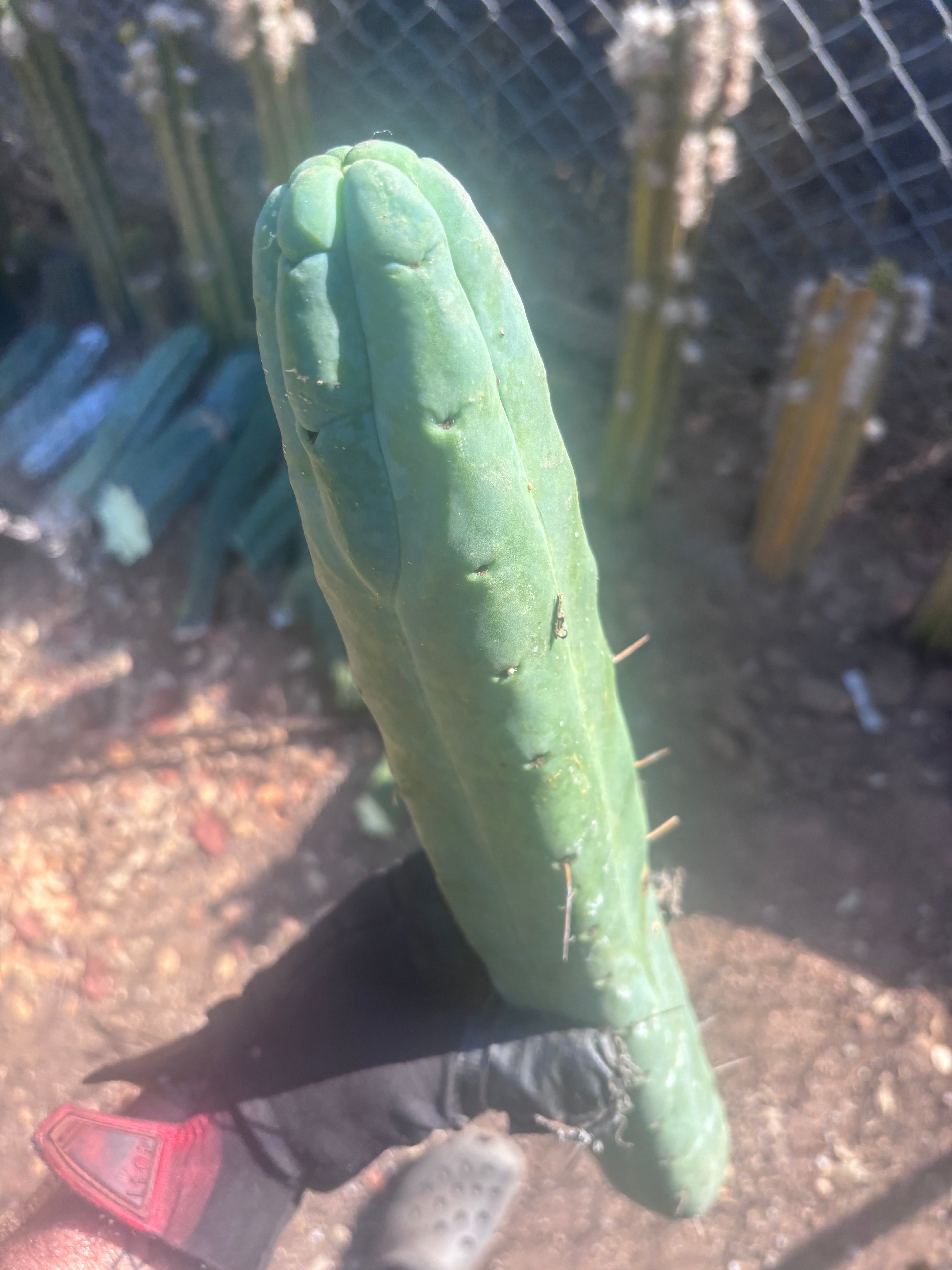 👑🌶️🌶️  Jiimz Twin Spine — XL 16” Tip