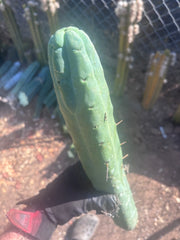 👑🌶️🌶️  Jiimz Twin Spine — XL 16” Tip