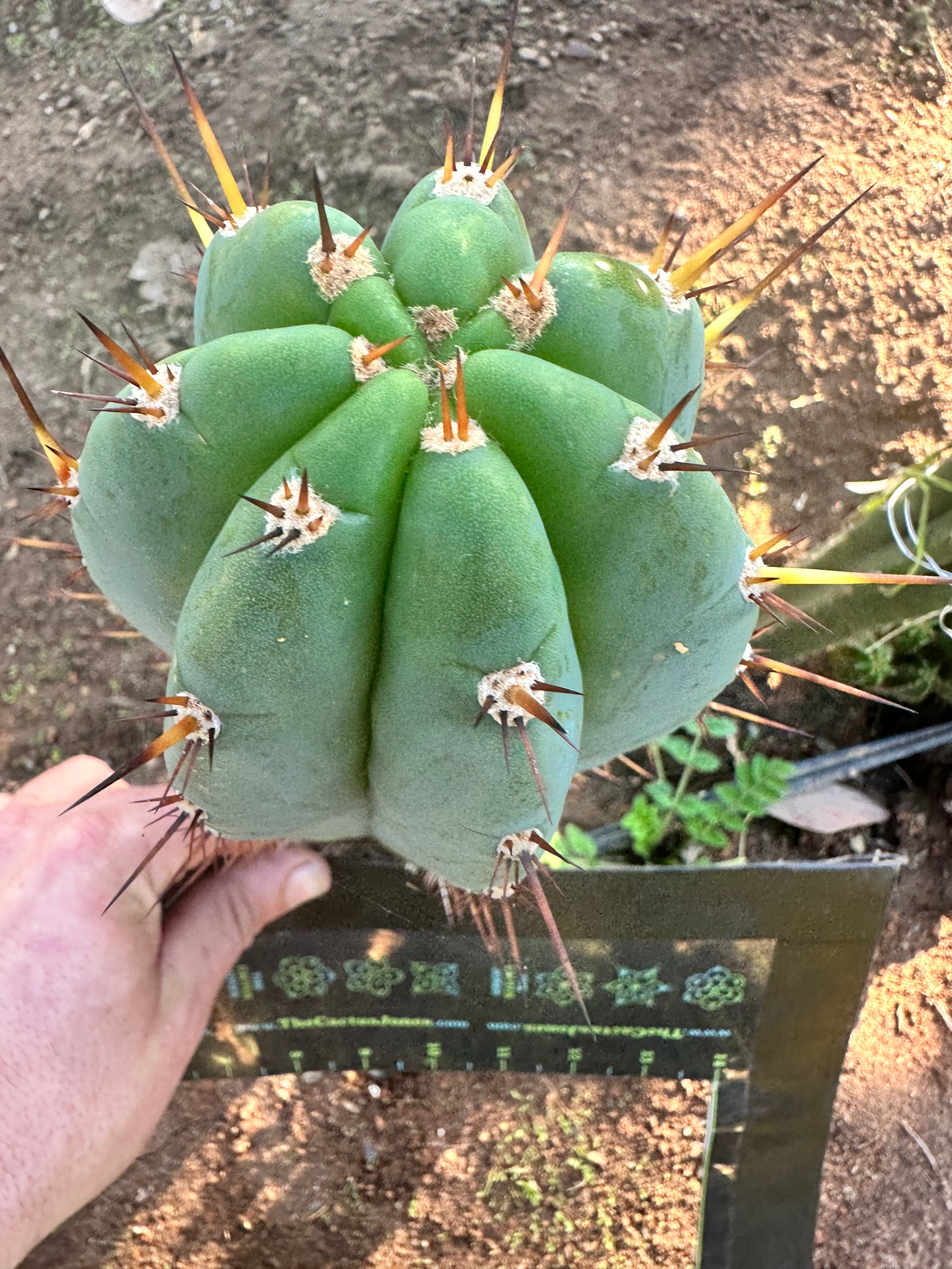 👑 Gorgeous PeruxPeru —  Fat 10” Tip