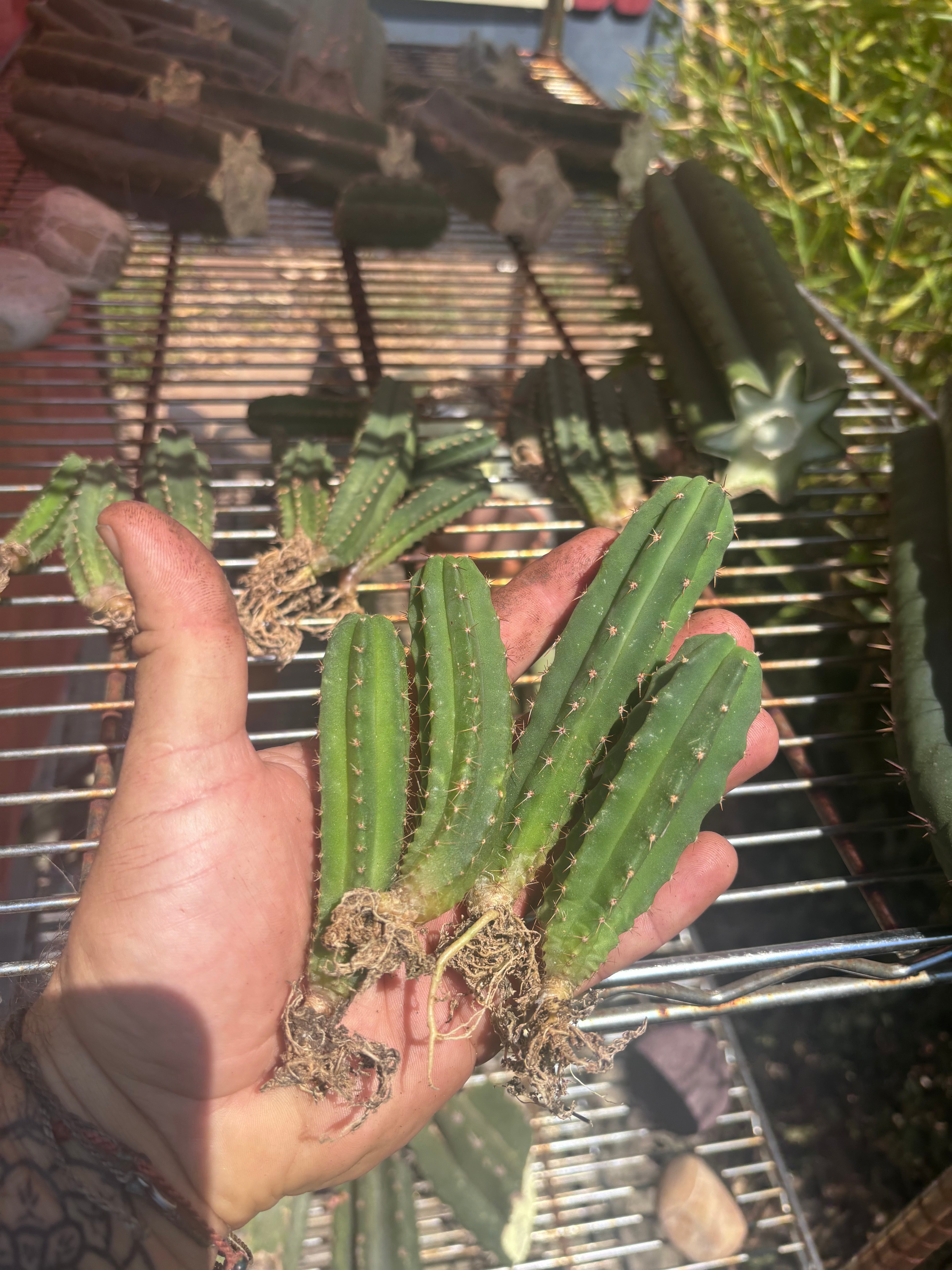 Seedlings — Malo4 x Malo4 — Lot of Four