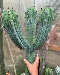 👑💎 Grecas — Rooted Graft with Pup