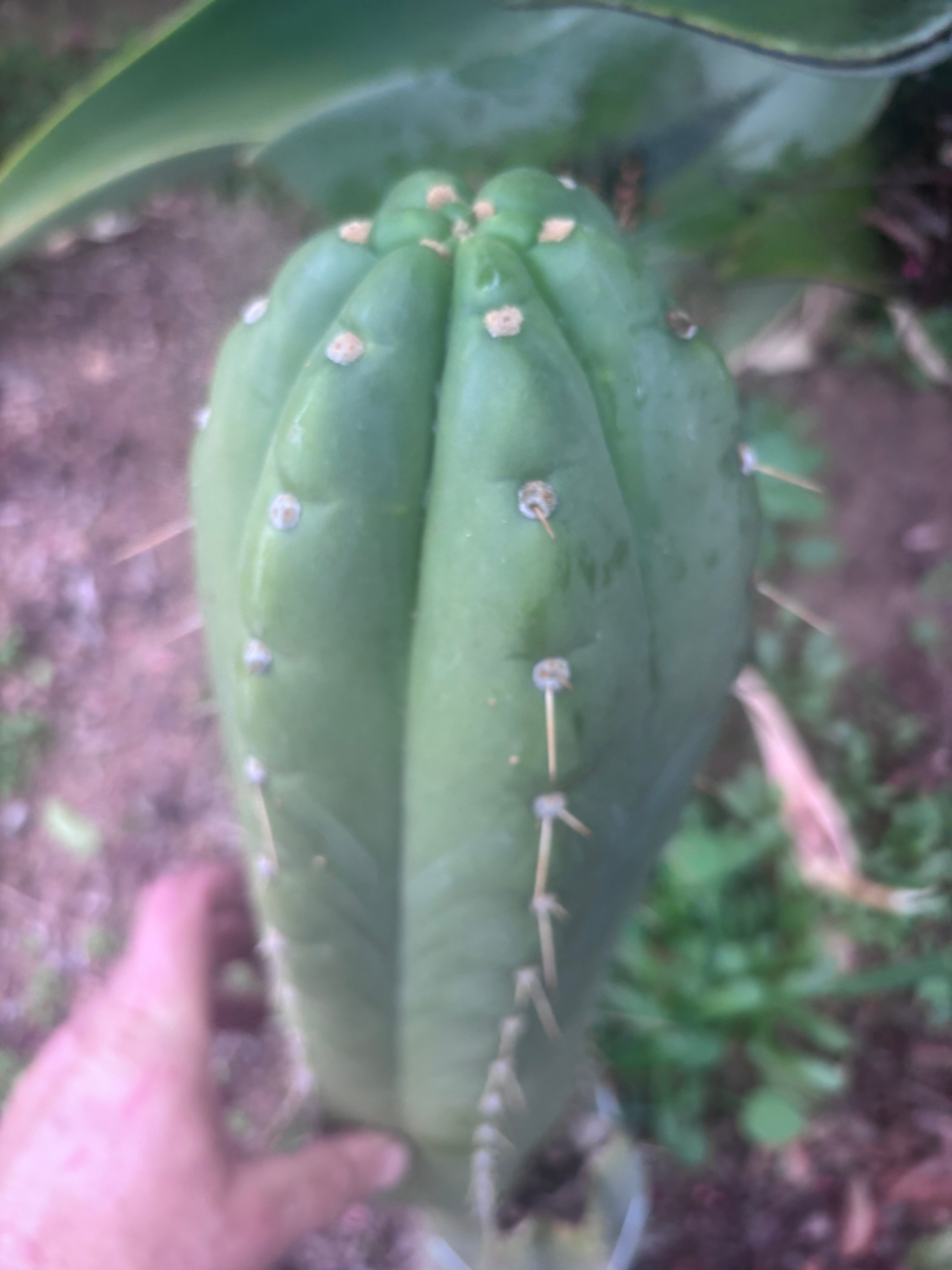 💎👑🌶️ Maranonensis — GIRTHY 10” Tip
