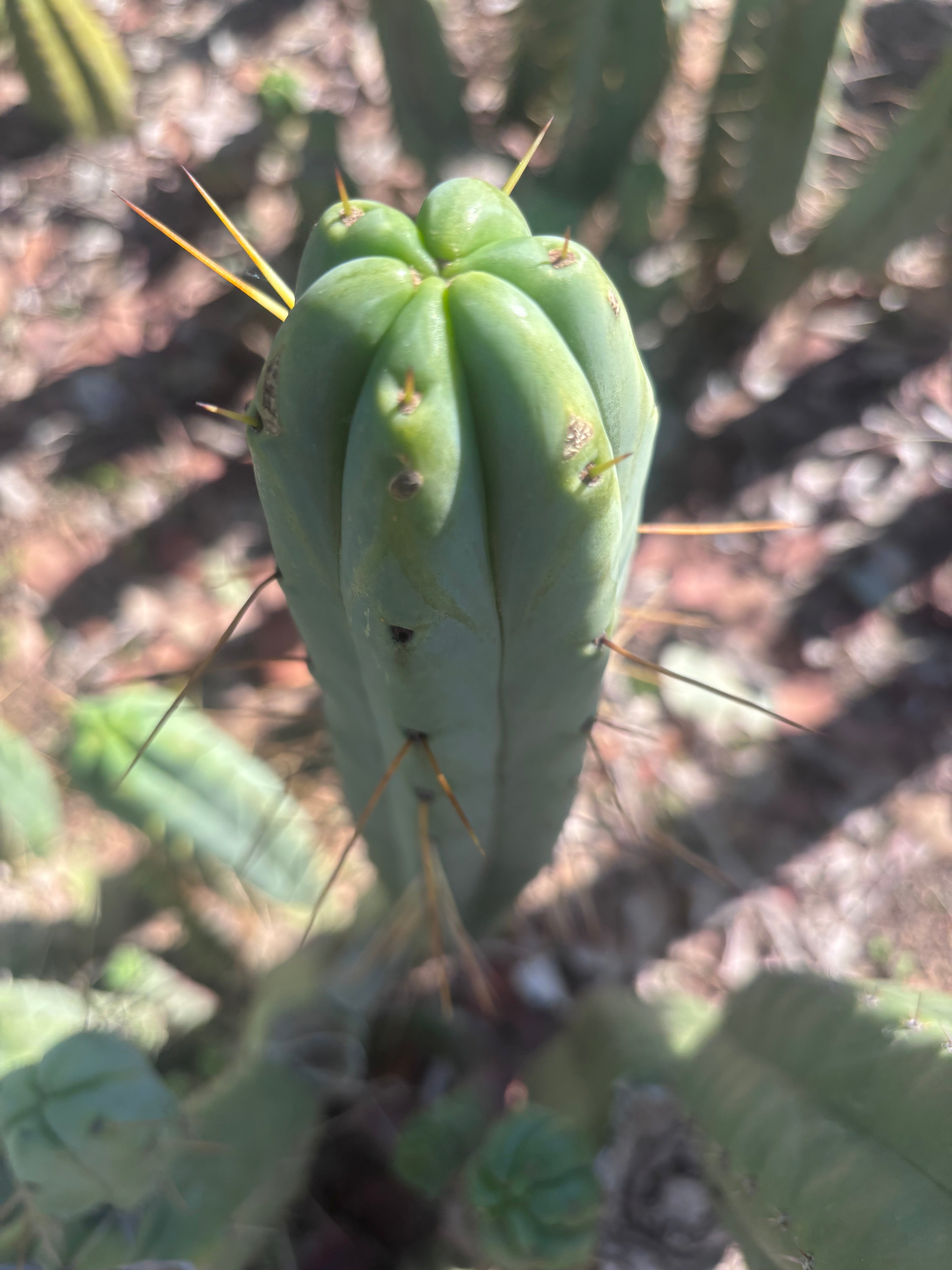 👑🌶️ BBB — XL 15” Tip